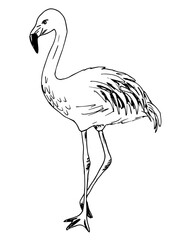 Obraz premium Hand-drawn vector illustration with black outline. Beautiful full-length flamingo bird isolated on a white background. Wildlife, ornithology, nature, zoo. Print, label. Ink drawing.