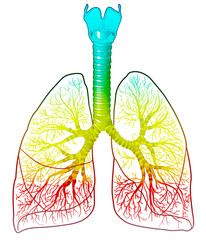 Human lungs anatomy, medically illustration
