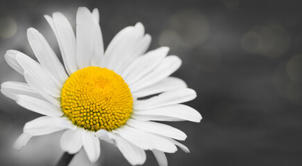 Closeup of a beautiful white marguerite isolated on gray background.
