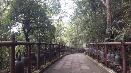 bridge in the forest