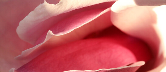 A soft focus extreme macro close up  detail of a beautiful pink magnolia flower blossom petal....