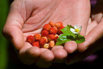 A handful of wild strawberries and a flower with leaves on the open palm of the hand