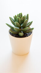 Artificial succulent plant in ceramic pot on counter beside wall
