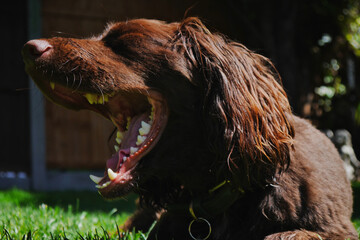 Yawning dog