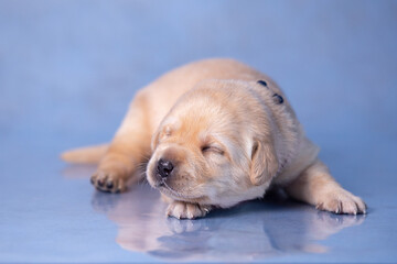 little labrador puppy lies on a glass surface in the studio.