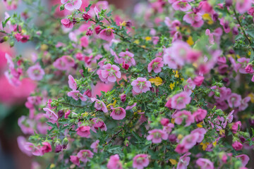 Obraz premium Blooming pink flowers poppy sunflower，Anisodontea capensis (L.) D.M.Bates