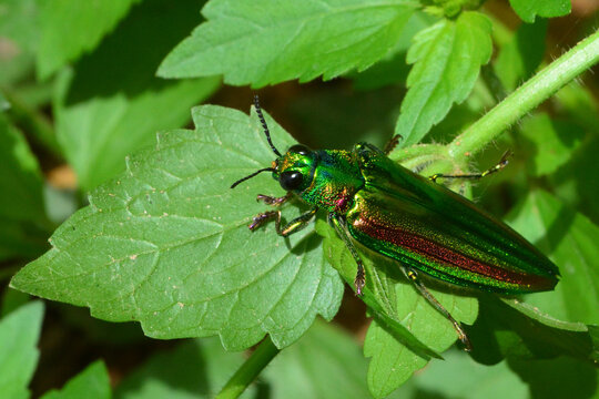 Jewel beetle, Metallic wood-boring beetle or Buprestid