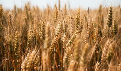 Yellow grain ready for harvest growing in a farm field