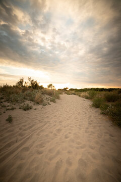 Sandy path in Porto Caleri coastal botanical garden and wild beach, Veneto, Italy. Vertical shot.