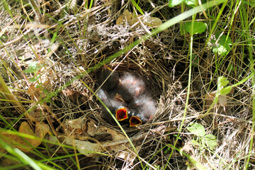 Obraz premium small bird in the grass