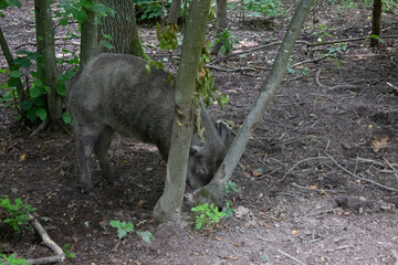 wild boar behind a tree in the forest
