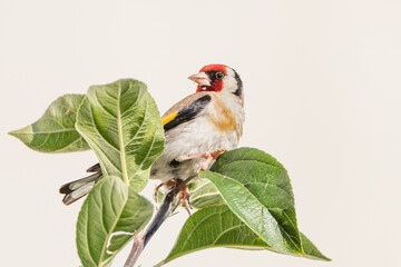 European goldfinch -Carduelis carduelis - chardonneret européen 