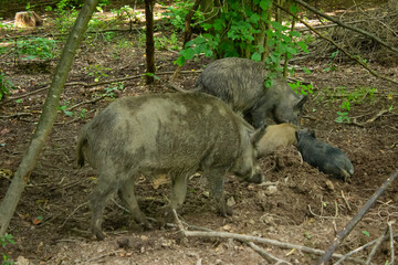 
wild boars family in the forest in the swamp