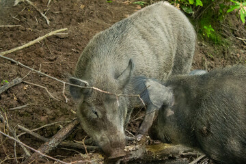
wild boars in a swamp in the forest