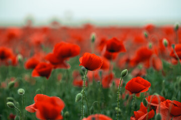 Isolated poppy flower in the poppy field