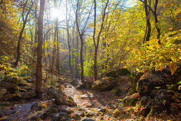 Golden colored leaves in the fall forest  . Autumn in the woodland