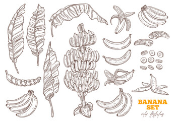 Bananas tree and ripe bunch and tropical fruit vector set. Palms foliage and leaves. Sketch hand drawn collection
