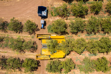 Almond tree harvest using a Mechanical arm to shake ripe Almonds off the tree, Top down aerial view.