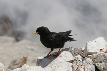 Mountain bird above clouds in alps