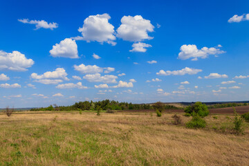 Fototapeta premium Spring landscape with green trees, meadows, fields and blue sky