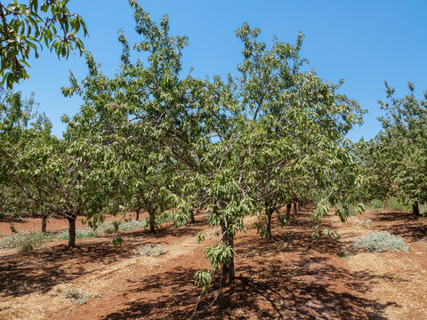 Almond tree plantation ready for picking.