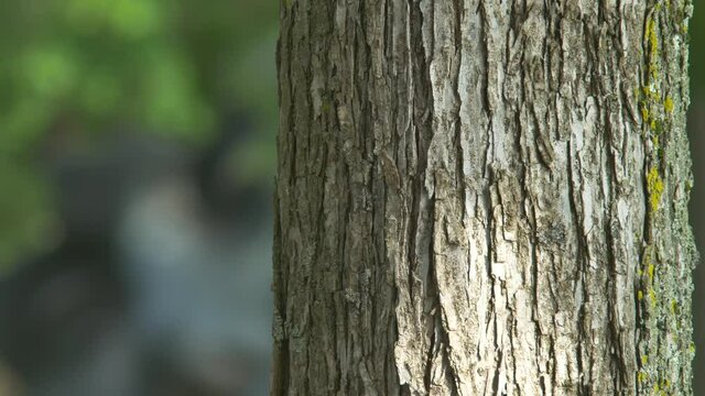 tree trunk in the forest