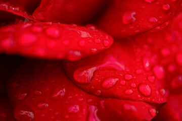 Rosenblätter Rose Blüte rot Wassertropfen Tau Makro Nahaufnahme Liebe Symbol Blütenblätter weich Farbe Erotik Sinnlichkeit Lust Rose feucht Hintergrund H2=