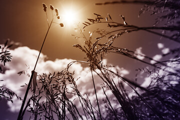 Summer field grass with a strong blurred background