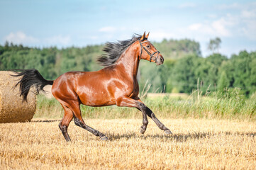 Amazing healthy brown purebred stallion running on a stubble field in summer evening. Stunning...