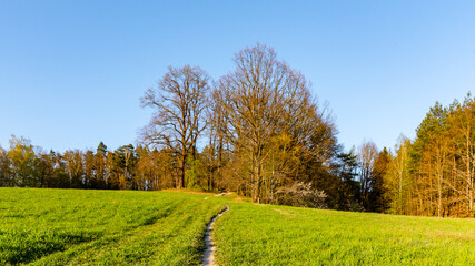 Narrow footpath in leading to forest through lush green springtime meadow