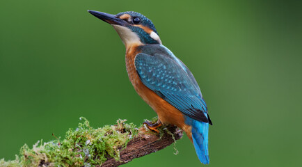 kingfisher on the branch