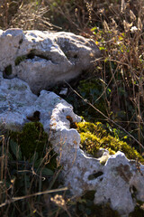 Moss and lichen on white mountainous rocks