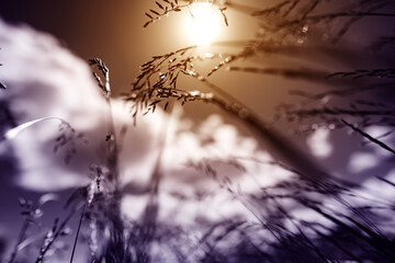 Summer field grass with a strong blurred background