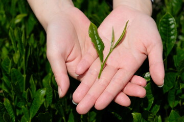 Farmer holding fresh hand-picked spring tea leaves on their palm at Shizuoka, Japan.