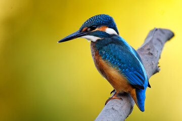 Kingfisher in yellow background 