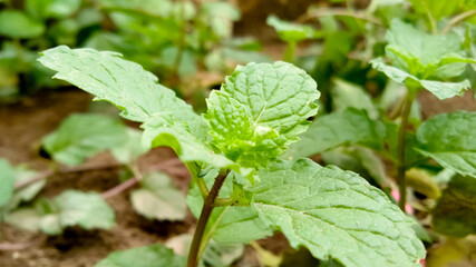 New grown Mint plant