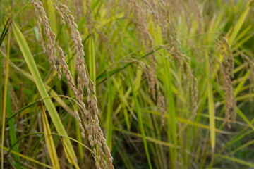 Beautiful golden colour japanese rice paddy field at Fujieda, Japan. 