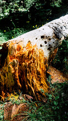 Fallen trunk in the middle of a forest