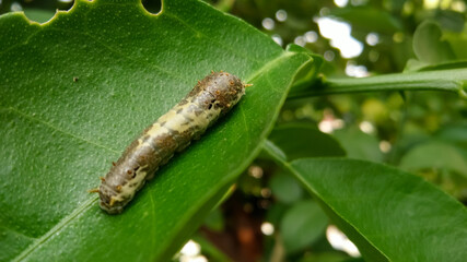 close up of a caterpillar