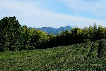 The organic tea field with fresh spring sprout overlooking the mount fuji at Fujieda, Japan.