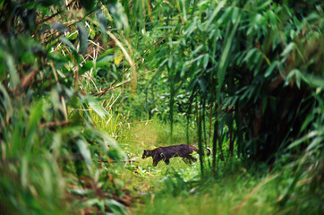 An Asian golden cat walking across the trail.