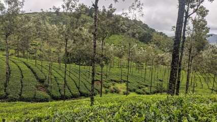 Naklejka premium Tea plantation
