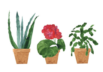 Set of home potted flowers isolated on white background. Watercolor hand drawn aloe vera,  pelargonium or geranium, schlumbergera illustration. Perfect for home décor, card, poster, banner, print.