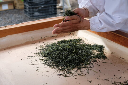 Temomicha, a traditional artisanal technique. It is a process kneading and rolling the tea leaves by hand. This rolling by hand on a heated table has the effect of enhancing the aromas,  umami taste.