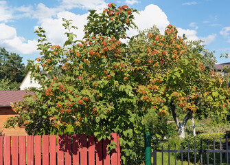 Fototapeta na wymiar A beautiful viburnum bush with berries grows near the village fence
