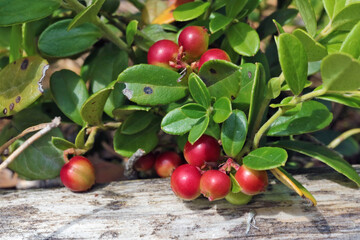 Real forest  cowberry  ripens in a sunny forest   glade macro