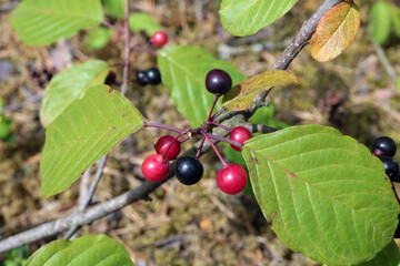 Poisonous wolfberry forest  cowberry  ripens in a sunny forest  glade macro