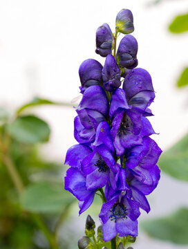 Closeup of the blue flowers of Carmichael's Monkshood.