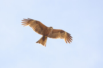 Black kite (Milvus migrans)