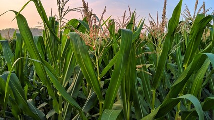 Corn plants in the fields in the morning